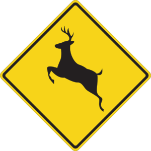 How to lower your risk for a deer collision in Lafayette, LA