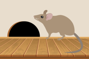 How to prevent rodent damage in your Lafayette, LA home