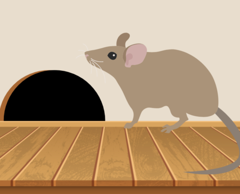 How to prevent rodent damage in your Lafayette, LA home